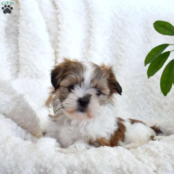 Patches, Teddy Bear Puppy