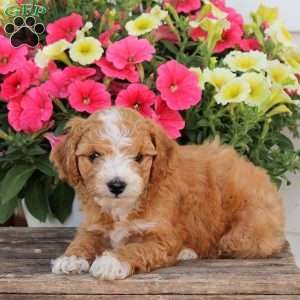 Patches, Cavapoo Puppy