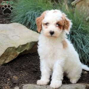 Patches, Mini Goldendoodle Puppy