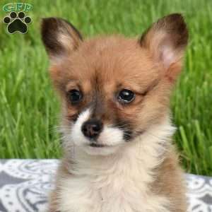 Patches, Pembroke Welsh Corgi Puppy