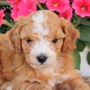 Patches, Cavapoo Puppy