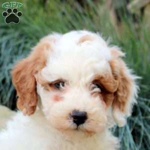 Patches, Mini Goldendoodle Puppy