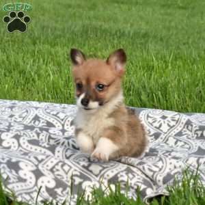 Patches, Pembroke Welsh Corgi Puppy