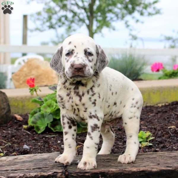 Patrick, Dalmatian Puppy