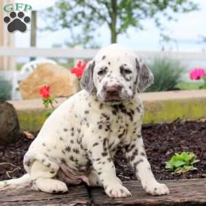 Patrick, Dalmatian Puppy