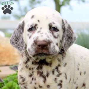 Patrick, Dalmatian Puppy