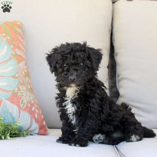 Pattern, Bich-Poo Puppy