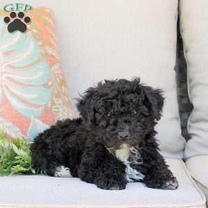 Pattern, Bich-Poo Puppy