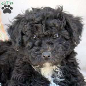 Pattern, Bich-Poo Puppy