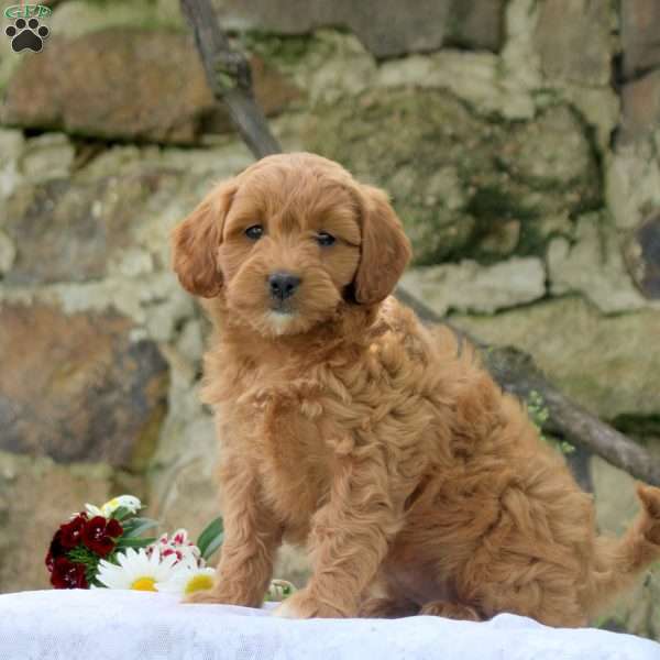 Patty, Cavapoo Puppy