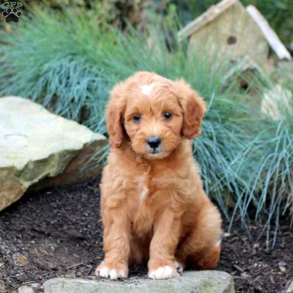 Patty, Mini Goldendoodle Puppy