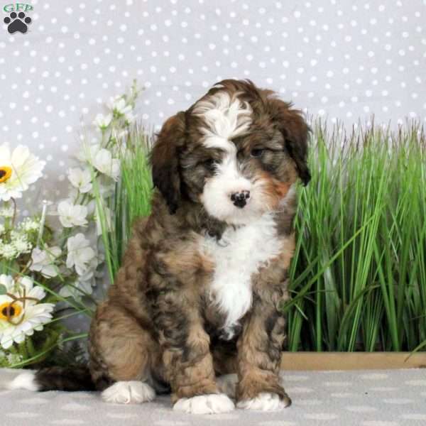 Patty, Mini Bernedoodle Puppy