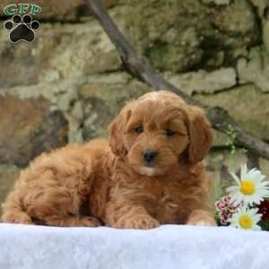 Patty, Cavapoo Puppy