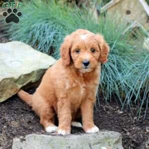 Patty, Mini Goldendoodle Puppy