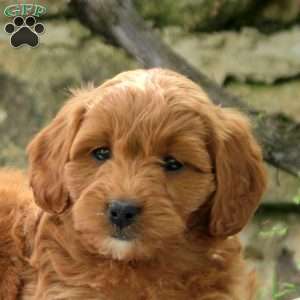 Patty, Cavapoo Puppy