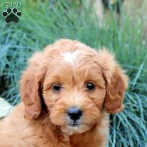 Patty, Mini Goldendoodle Puppy