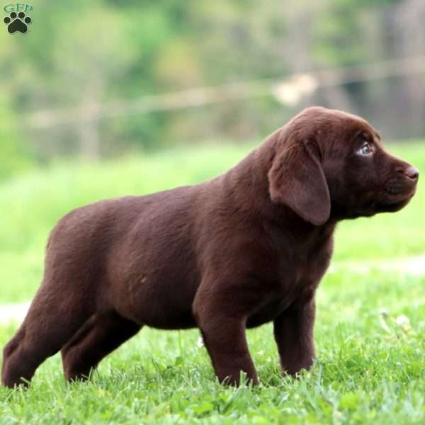Patty, Chocolate Labrador Retriever Puppy