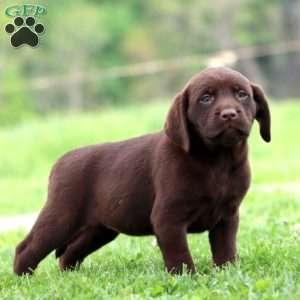 Patty, Chocolate Labrador Retriever Puppy