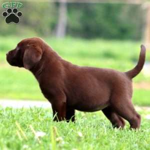Patty, Chocolate Labrador Retriever Puppy