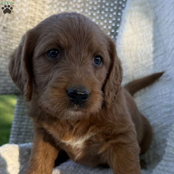 Patty, Labradoodle Puppy