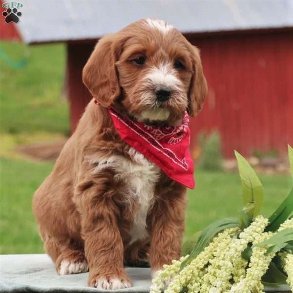 Paxton, Mini Labradoodle Puppy