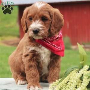 Paxton, Mini Labradoodle Puppy