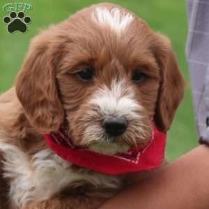 Paxton, Mini Labradoodle Puppy