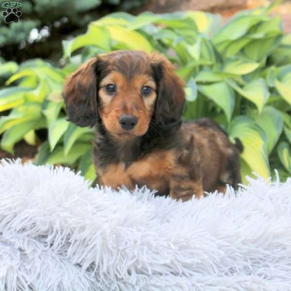 Paxton, Dachshund Puppy