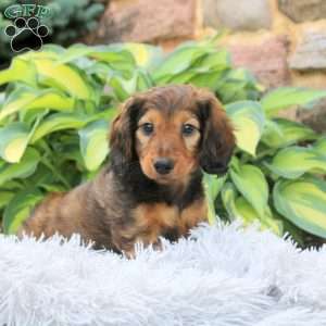 Paxton, Dachshund Puppy