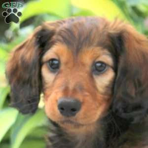 Paxton, Dachshund Puppy
