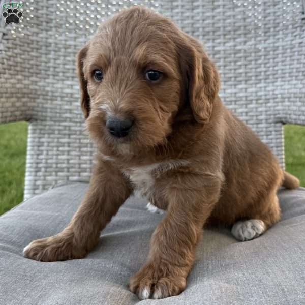 Paxton, Labradoodle Puppy