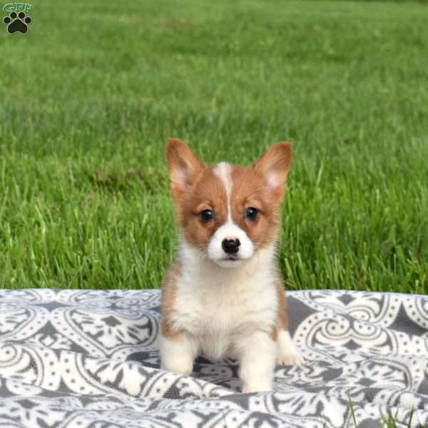 Peaches, Pembroke Welsh Corgi Puppy
