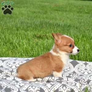 Peaches, Pembroke Welsh Corgi Puppy