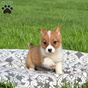 Peaches, Pembroke Welsh Corgi Puppy