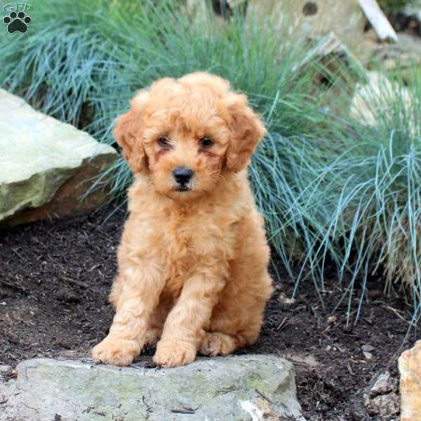 Peanut, Mini Goldendoodle Puppy