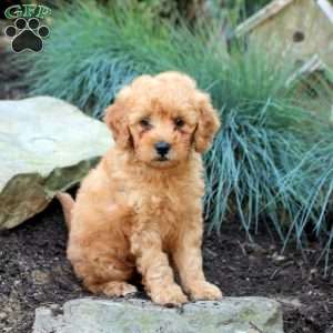 Peanut, Mini Goldendoodle Puppy