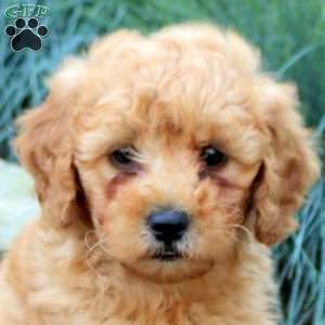 Peanut, Mini Goldendoodle Puppy