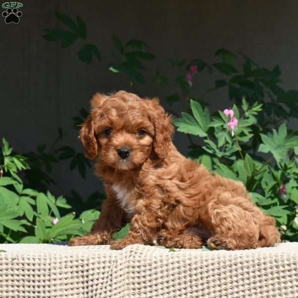 Peanut, Cavapoo Puppy