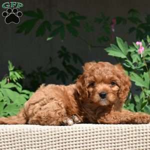 Peanut, Cavapoo Puppy