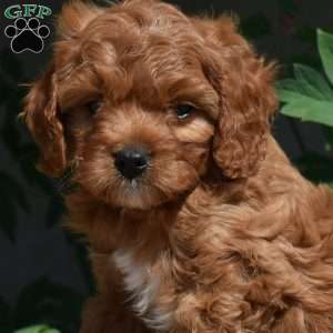 Peanut, Cavapoo Puppy