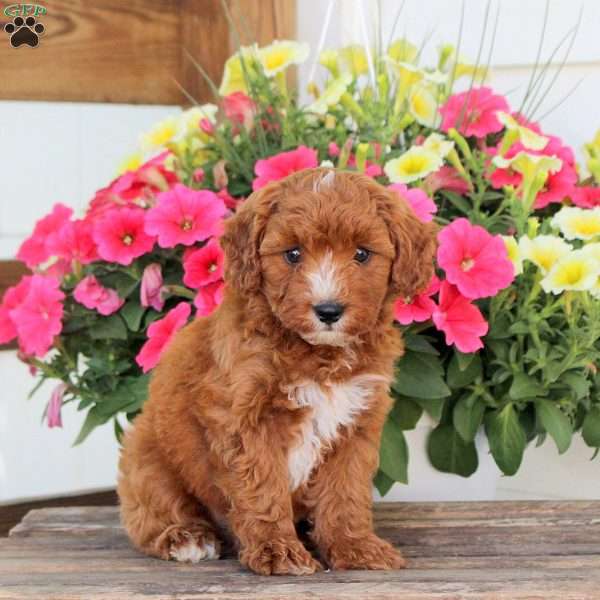 Peanuts, Cavapoo Puppy