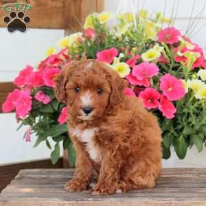 Peanuts, Cavapoo Puppy