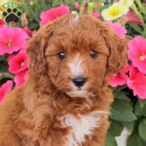 Peanuts, Cavapoo Puppy