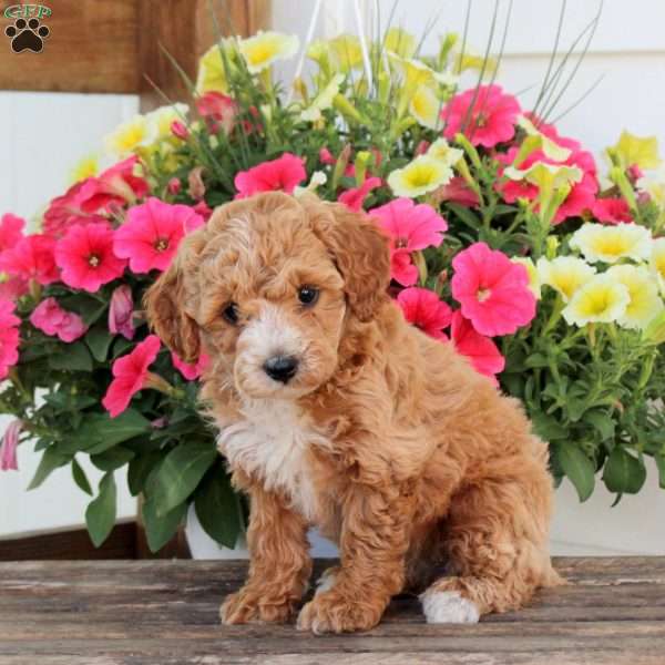 Pearl, Cavapoo Puppy