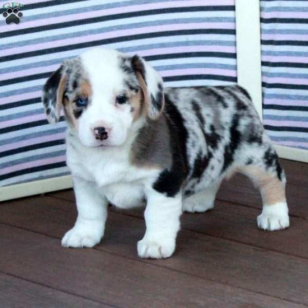 Pearl, Welsh Corgi Mix Puppy