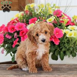 Pearl, Cavapoo Puppy