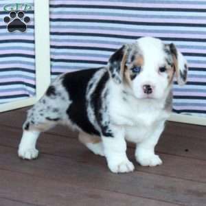 Pearl, Welsh Corgi Mix Puppy