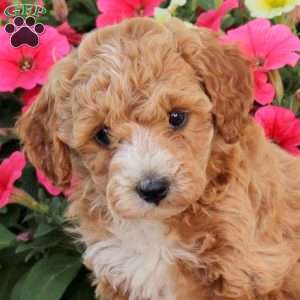 Pearl, Cavapoo Puppy