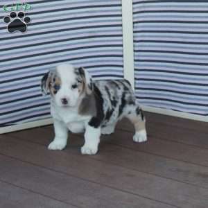 Pearl, Welsh Corgi Mix Puppy