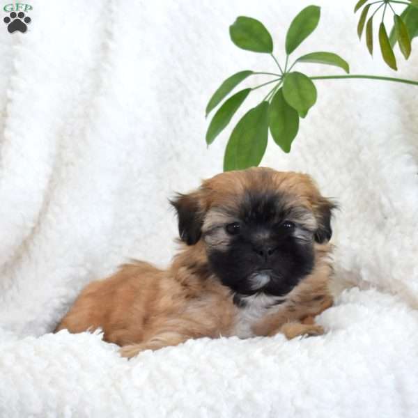 Pecan, Teddy Bear Puppy